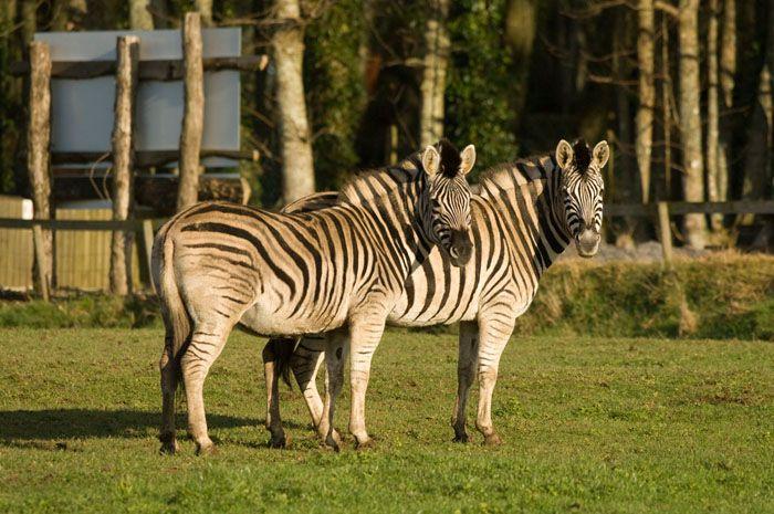 Manor House Wildlife Park