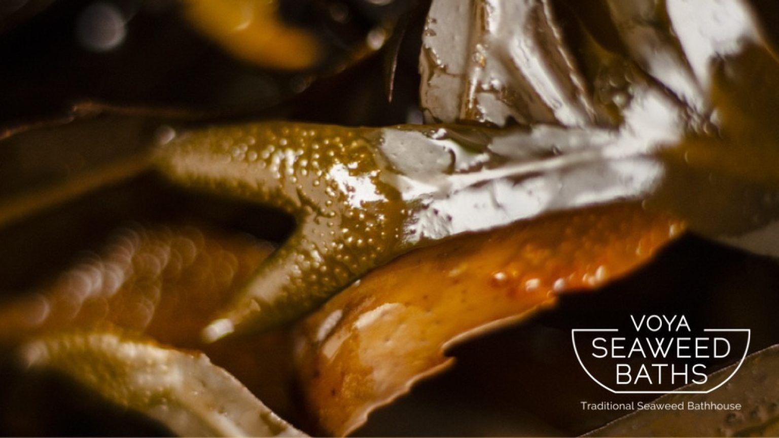 70908458 2413836911985957 8001469874255691776 n