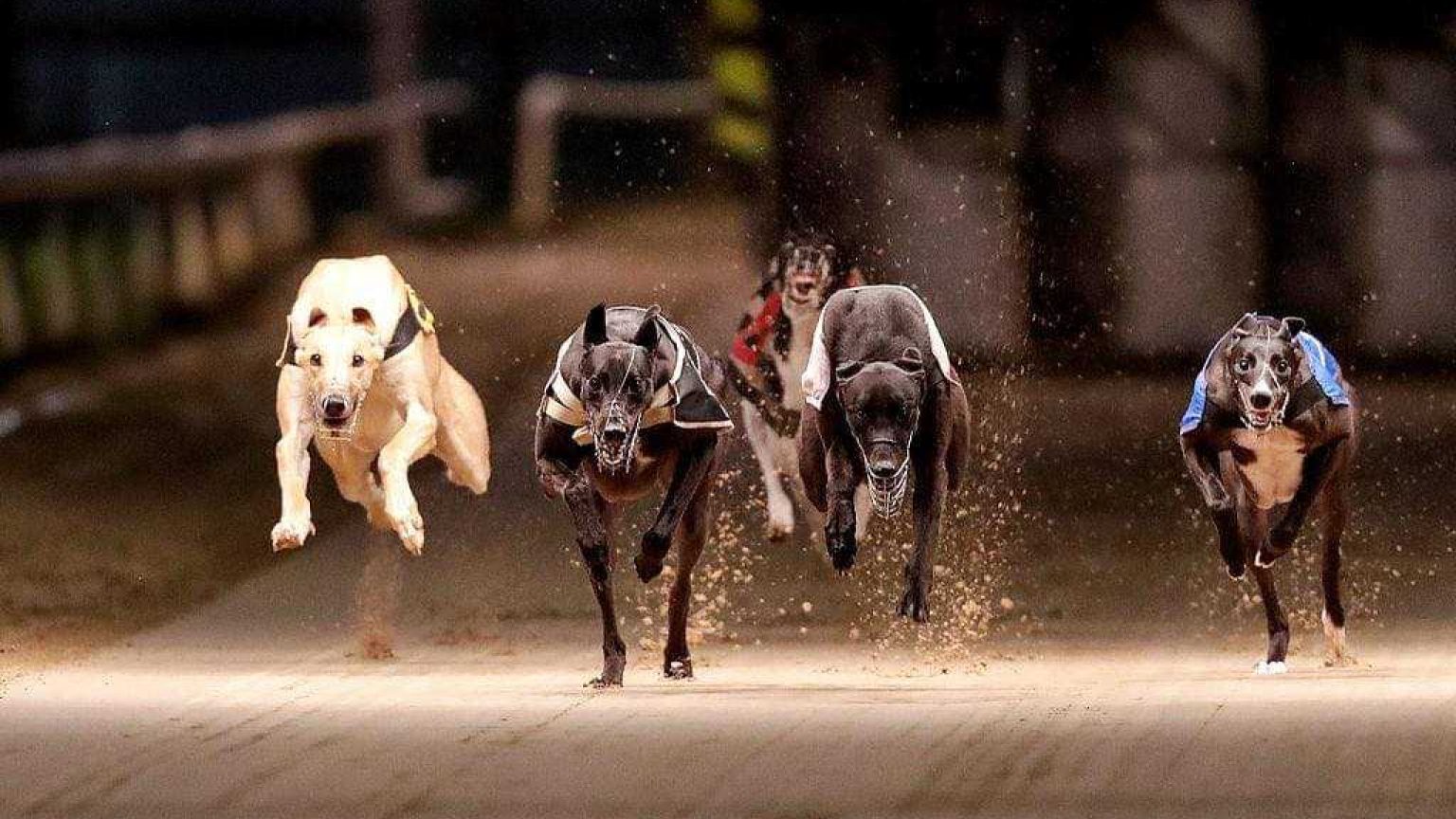 Curraheen Park Greyhound Stadium 1