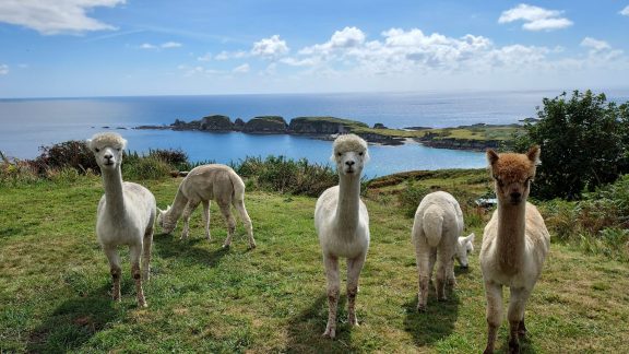 475257719 623788273638367 4290048908877969119 n