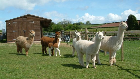 Amazing Alpacas 6