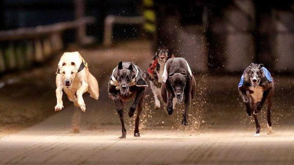 Curraheen Park Greyhound Stadium 1