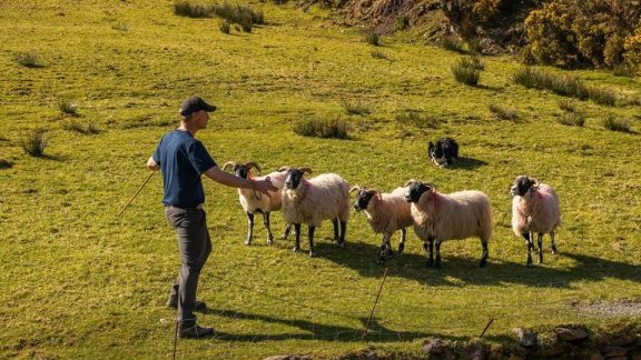 Kells Sheepdogs 1