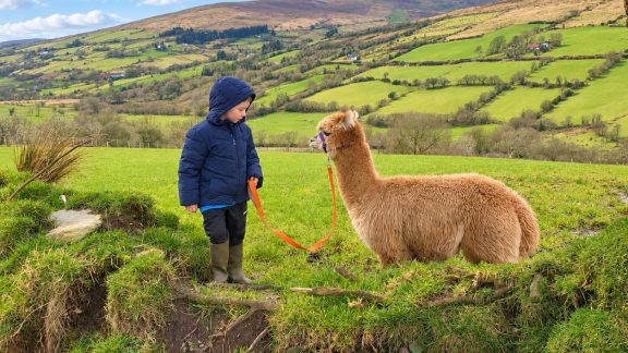 Sperrin Alpacas 1