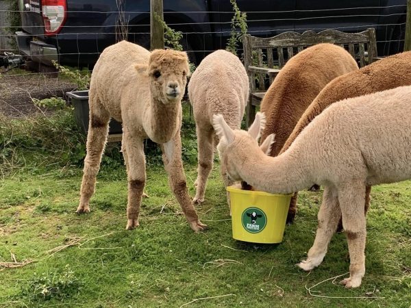 491394054 1225435352918183 1861588434536131517 n