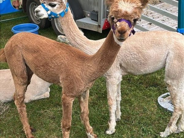 498177008 1252100153585036 411315012153880912 n