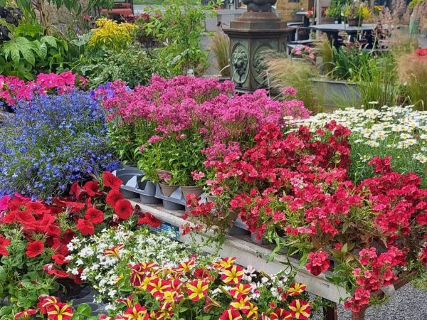 511642363 18313346722234923 7156126425128733690 n webp