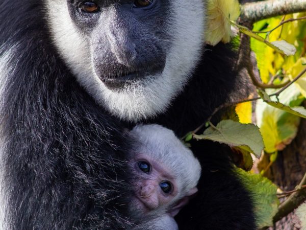 618010395 1294790566011099 2009675455007801241 n