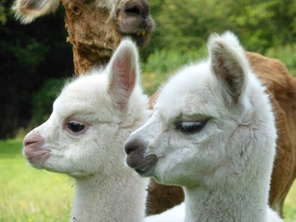 Amazing Alpacas 2