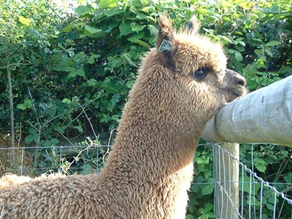 Amazing Alpacas 3