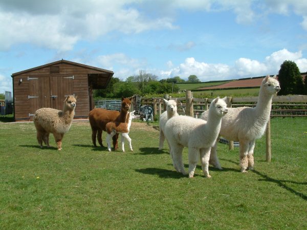 Amazing Alpacas 6