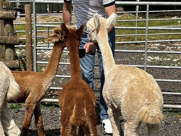 Amazing Alpacas 7