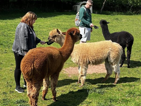 Amazing Alpacas 8