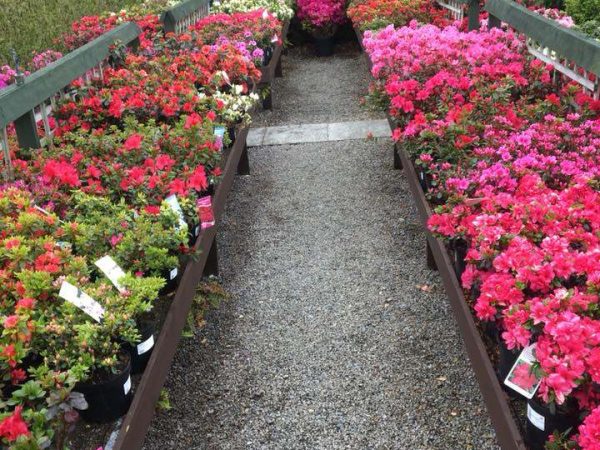 Annetts Garden Centre 10