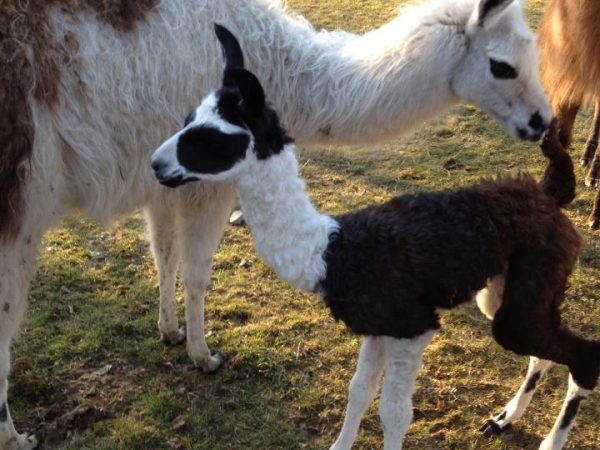 Annetts Garden Centre 11