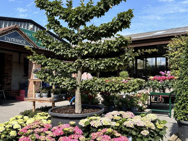 Annetts Garden Centre 2