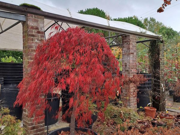 Annetts Garden Centre 6