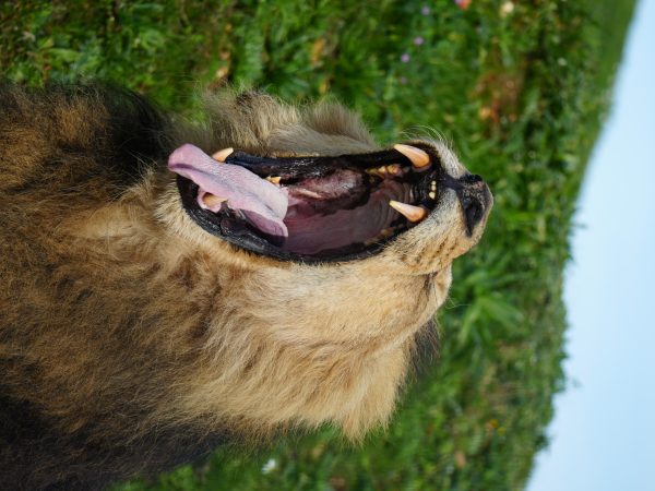 Asiatic Lion Kamal