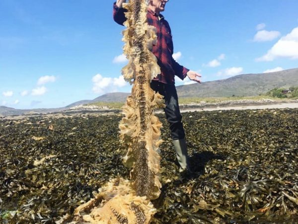 Atlantic Irish Seaweed Walks 10