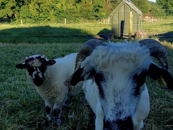 Ballyhoura Farm Escape Experience 10