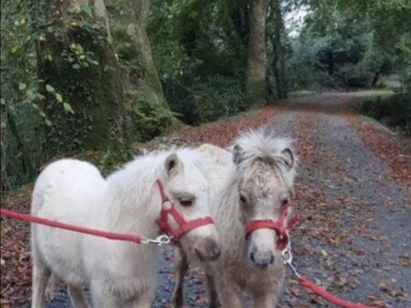 Ballyhoura Farm Escape Experience 11