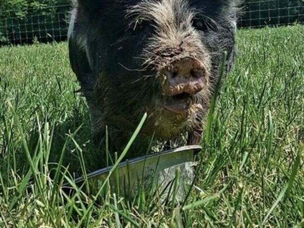 Ballyhoura Farm Escape Experience 13