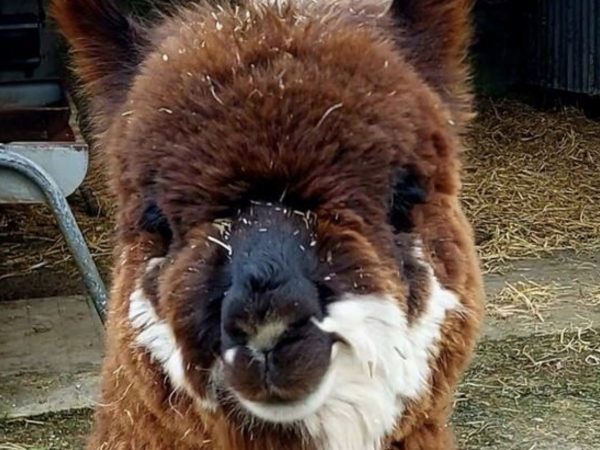 Ballyhoura Farm Escape Experience 15