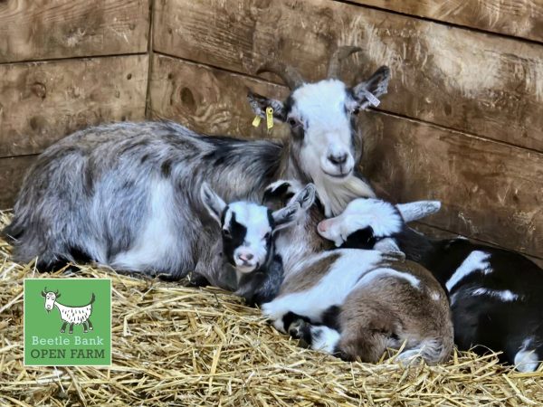 Beetle Bank Open Farm 1