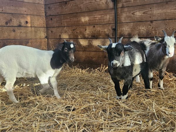 Beetle Bank Open Farm 10