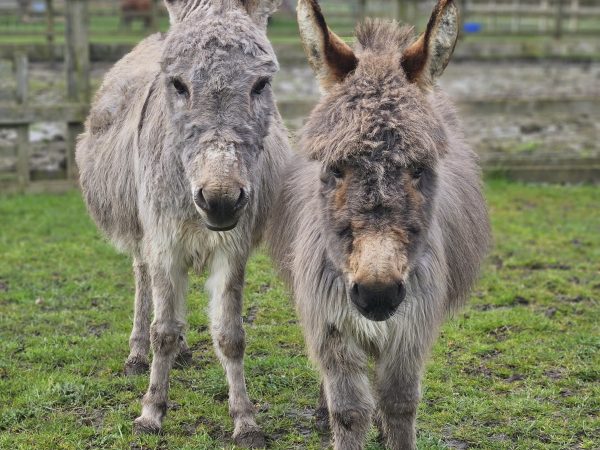 Beetle Bank Open Farm 11