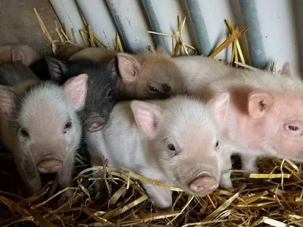 Beetle Bank Open Farm 12