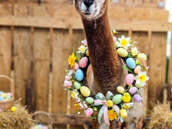 Beetle Bank Open Farm 2