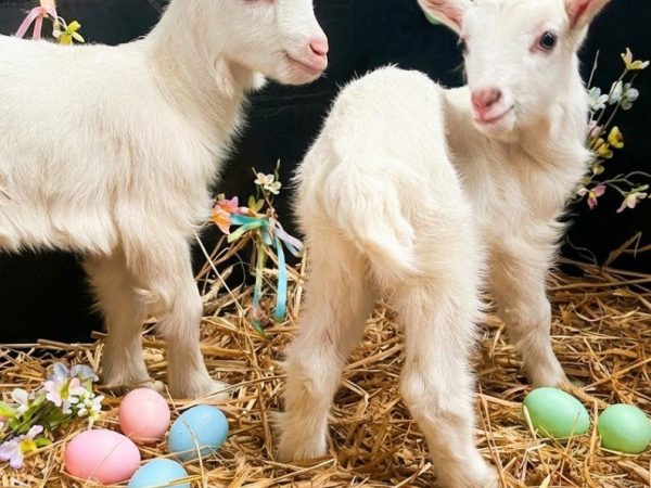 Beetle Bank Open Farm 3