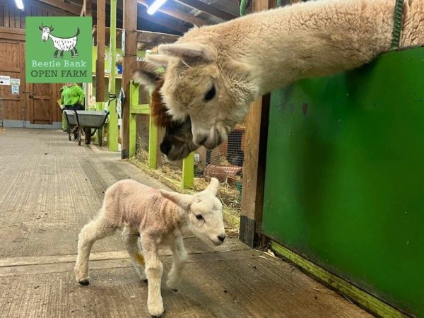 Beetle Bank Open Farm 4