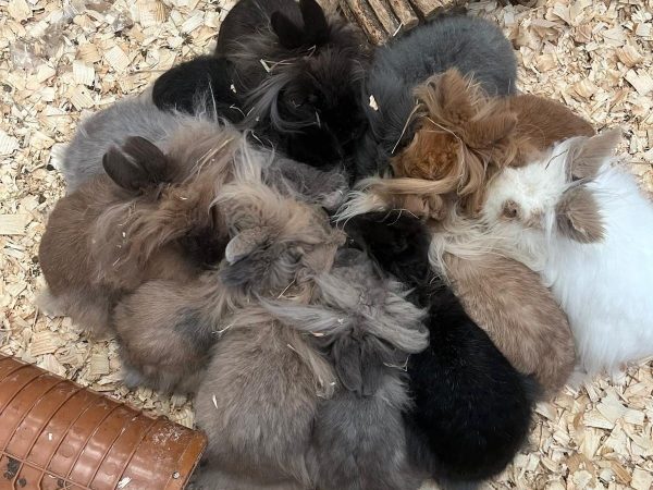 Beetle Bank Open Farm 5