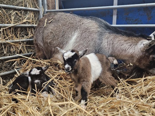 Beetle Bank Open Farm 6