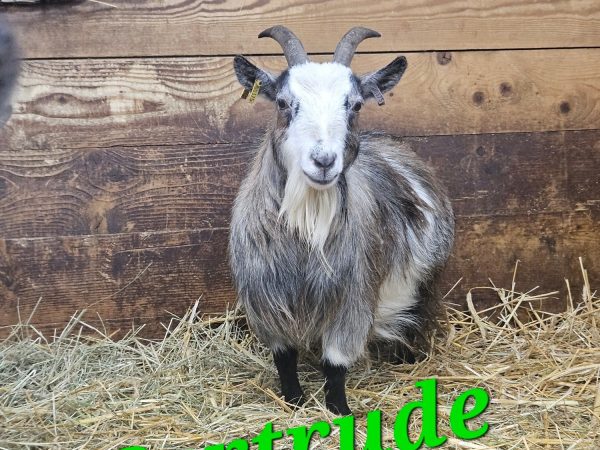 Beetle Bank Open Farm 7