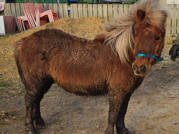 Beetle Bank Open Farm 8