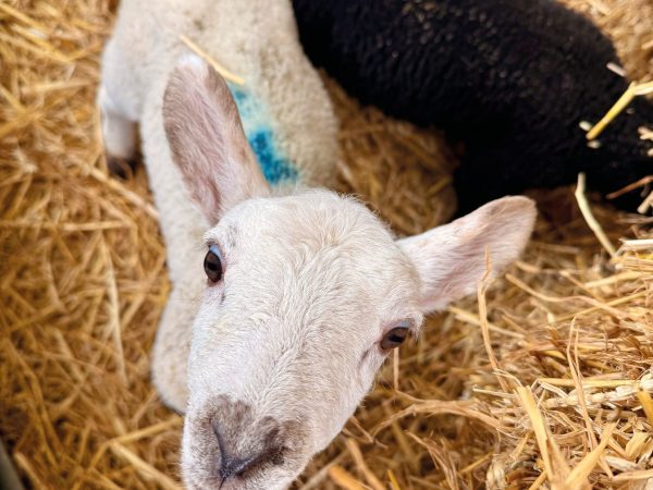 Blacker Hall Farm Shop 1