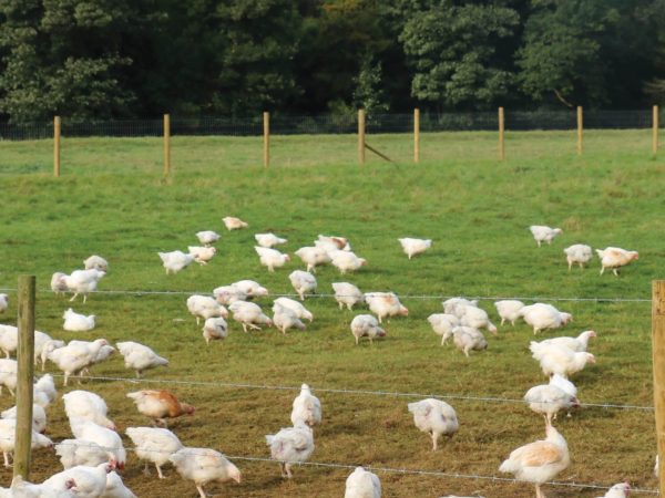 Blacker Hall Farm Shop 11