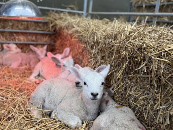 Blacker Hall Farm Shop 4