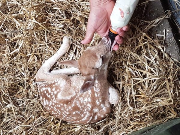 Blackwater Open Farm 1