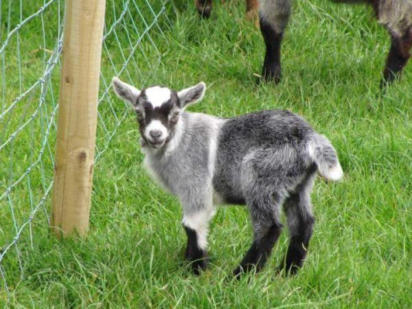 Blackwater Open Farm 2