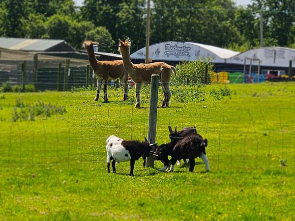 Blackwater Open Farm 4