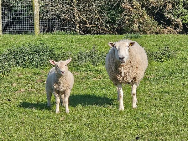 Blackwater Open Farm 5