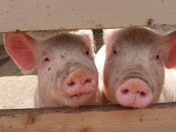 Blackwater Open Farm 6