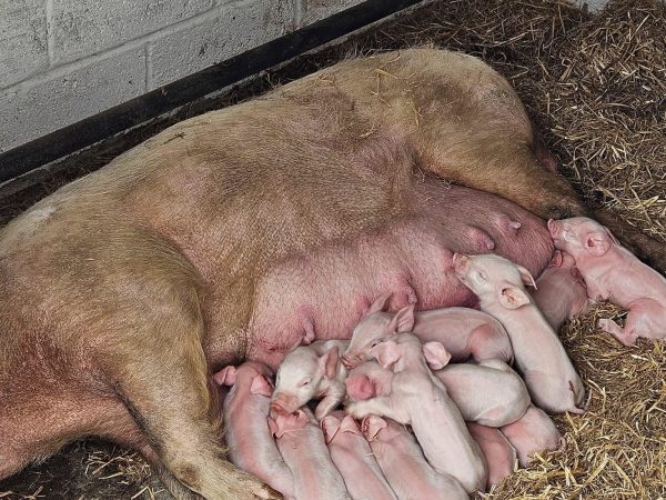 Blackwater Open Farm 9