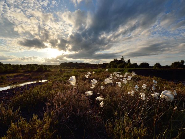 Bog Cotton Luillymore Heritage Park