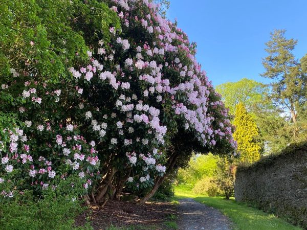 Brook Hall Estate Garden 9