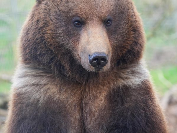 Brown bear 2